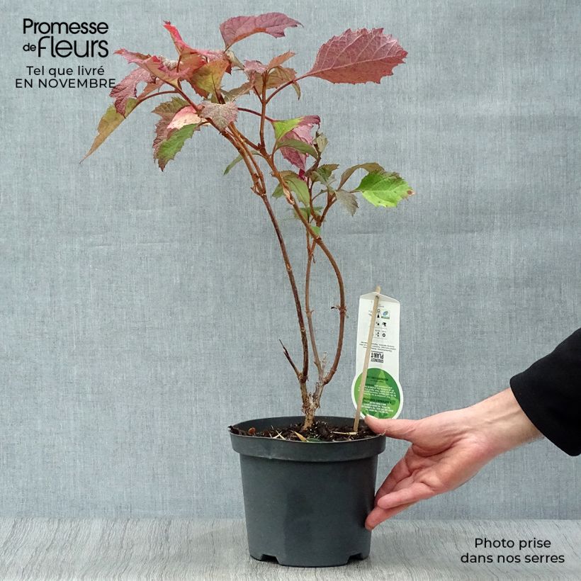 Example of Eichenblatt-Hortensie Snowflake - Hydrangea quercifolia Topf mit 3L/4L as you get in automne