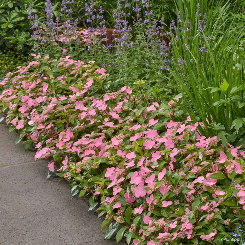 Hydrangea scandens First Love - Hortensie (Wuchs)