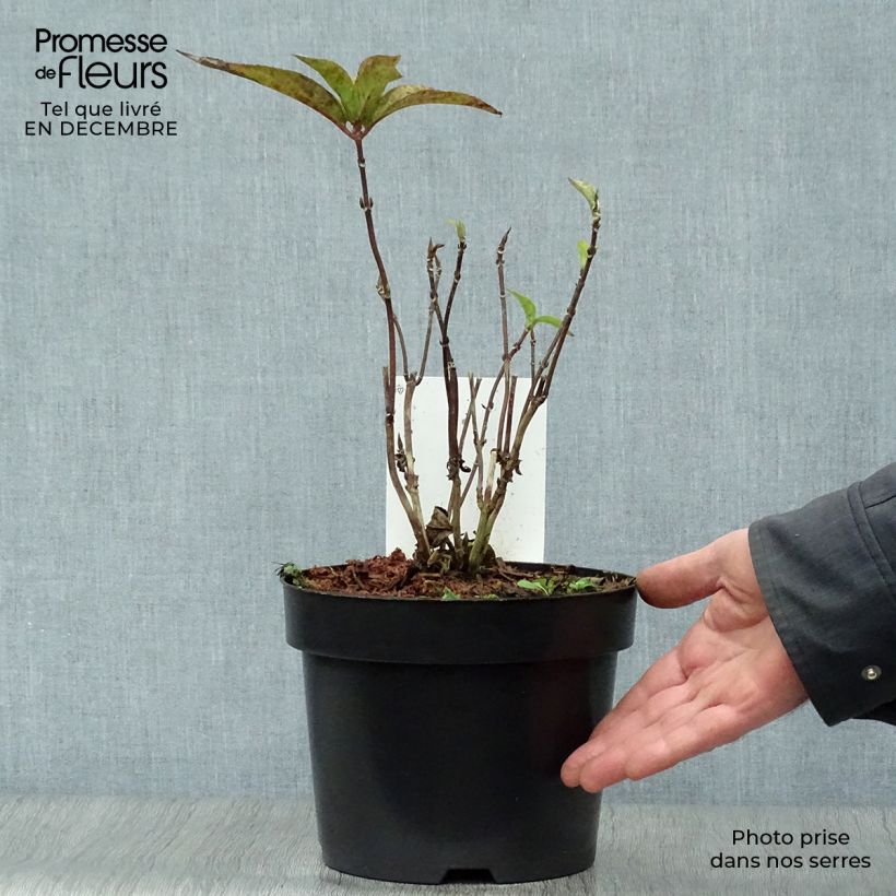 Exemplar von Hydrangea serrata Avelroz - Tellerhortensie Topf mit 2L/3L wie im Winter geliefert