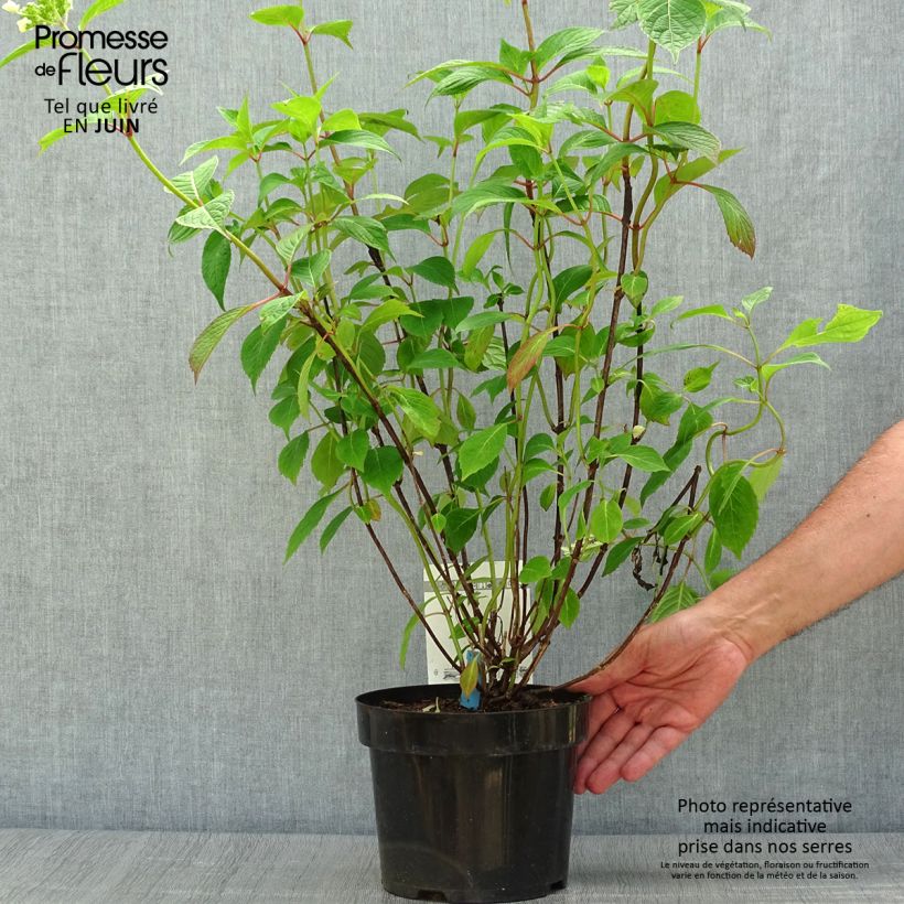 Exemplar von Hydrangea serrata Avelroz - Tellerhortensie Topf mit 2L/3L, Strauch wie im Sommer geliefert