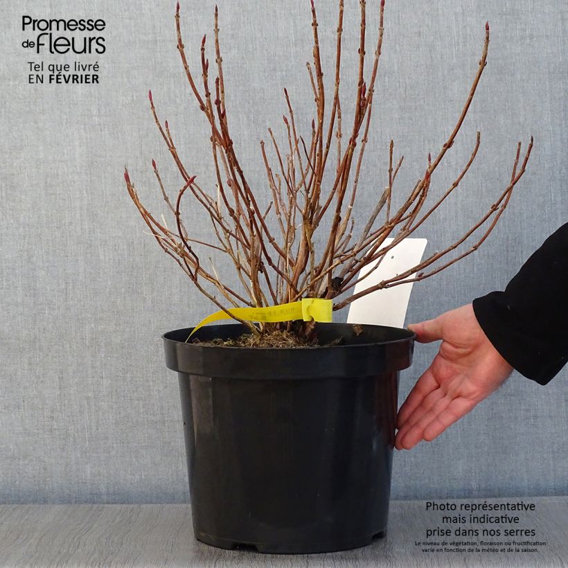 Exemplar von Hydrangea serrata Avelroz - Tellerhortensie Topf mit 7,5L/10L wie im Winter geliefert