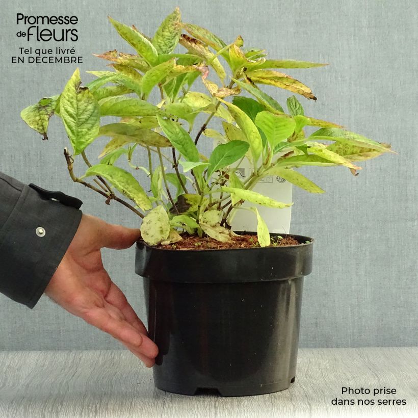 Exemplar von Hydrangea serrata Blue Bird - Tellerhortensie Topf mit 3L/4L wie im Winter geliefert