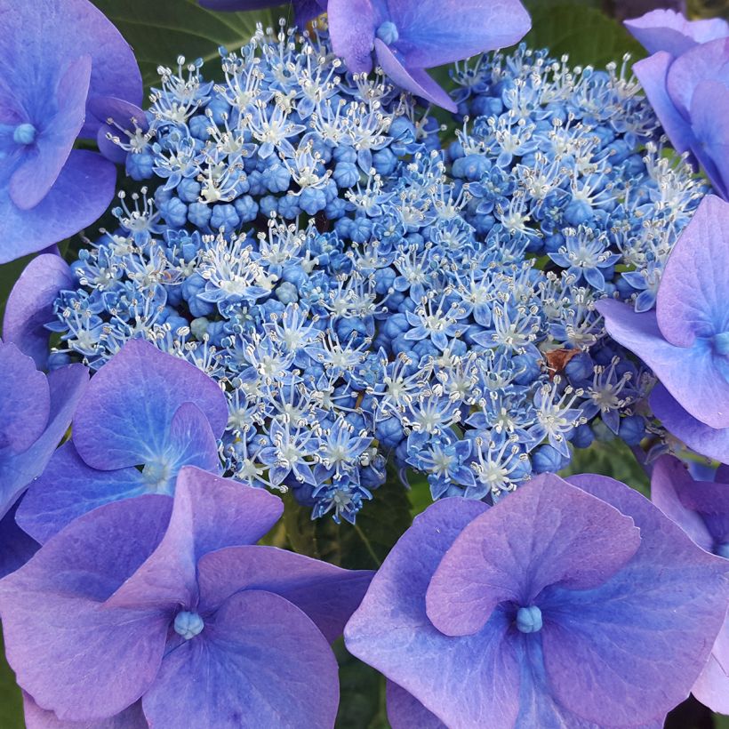 Hydrangea serrata Blue Bird - Tellerhortensie (Blüte)