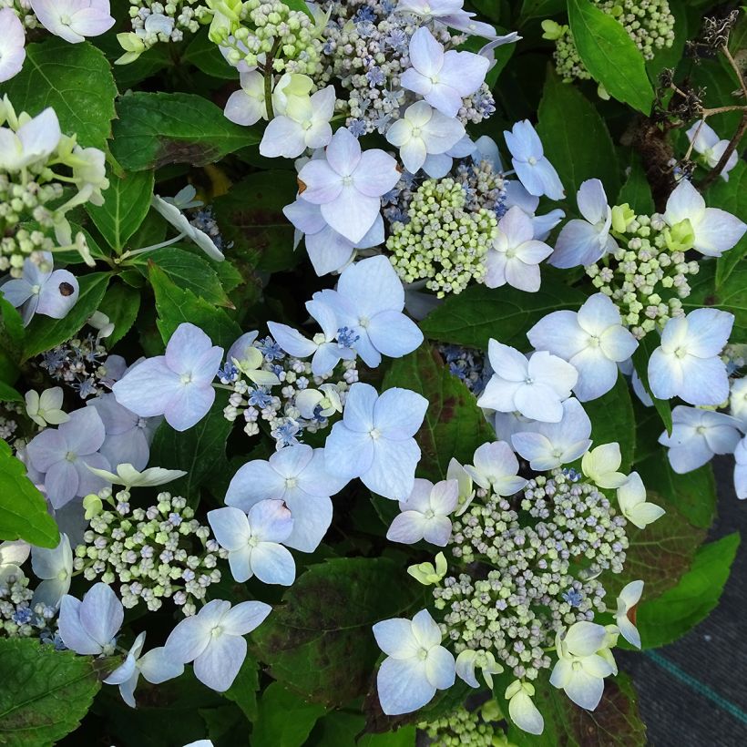 Hydrangea serrata Blue Deckle - Tellerhortensie (Flowering)