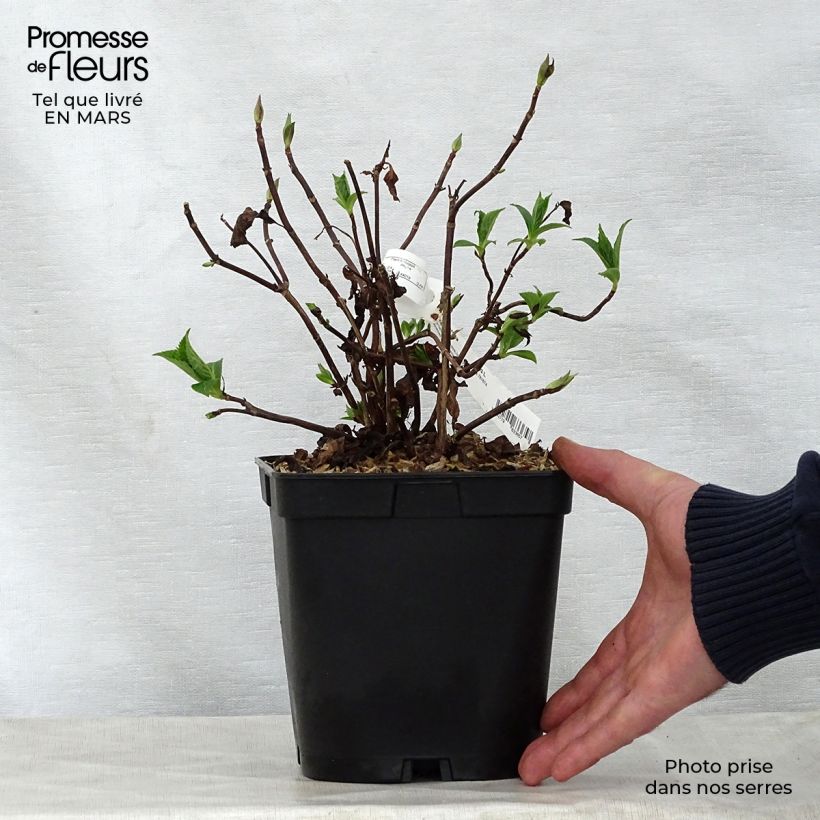 Exemplar von Hydrangea serrata Blue Deckle - Tellerhortensie Topf mit 2L/3L wie im Frühjahr geliefert