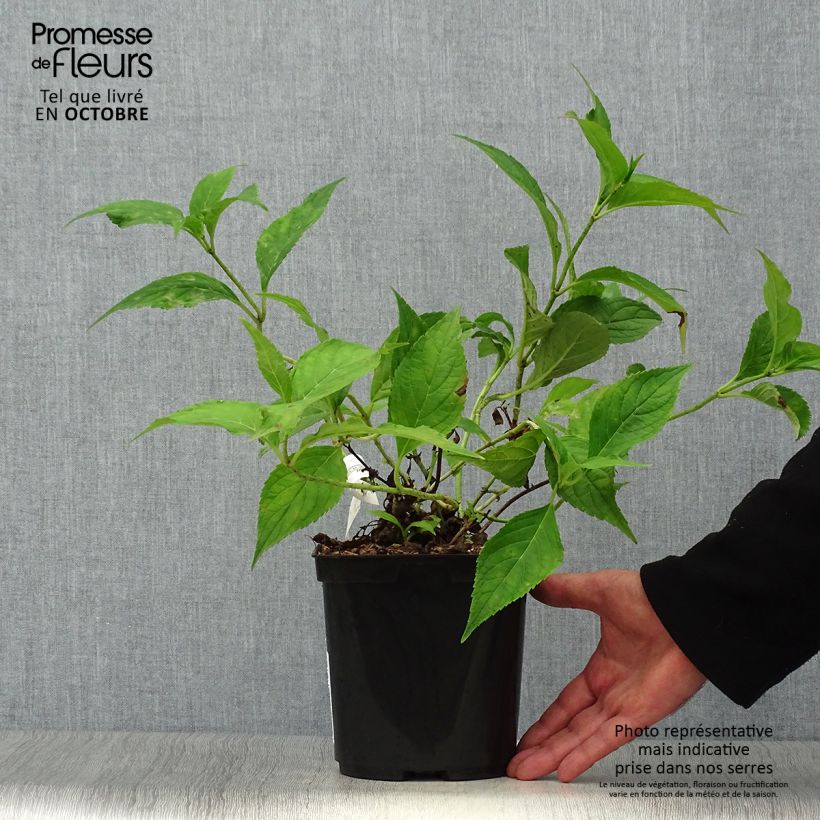 Example of Hydrangea serrata Blue Deckle - Tellerhortensie Topf mit 2L/3L as you get in automne