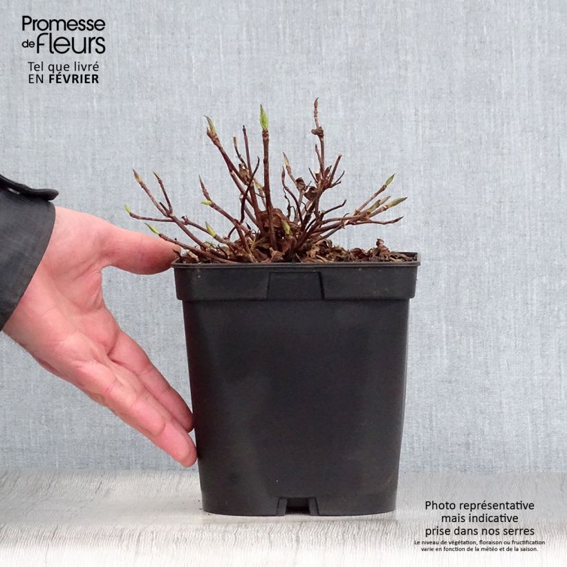 Exemplar von Hydrangea serrata Blue Deckle - Tellerhortensie Topf mit 2L/3L wie im Winter geliefert