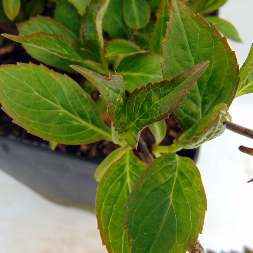 Hydrangea serrata Cap Sizun - Tellerhortensie (Foliage)