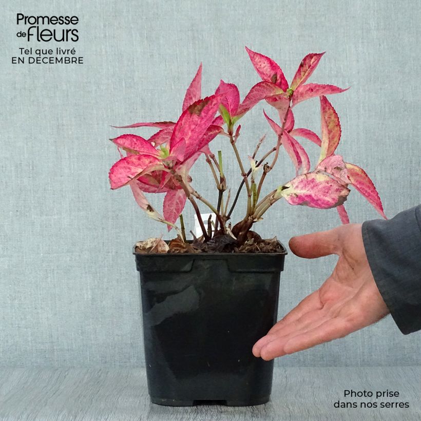 Exemplar von Hydrangea serrata Cap Sizun - Tellerhortensie Topf mit 2L/3L wie im Winter geliefert