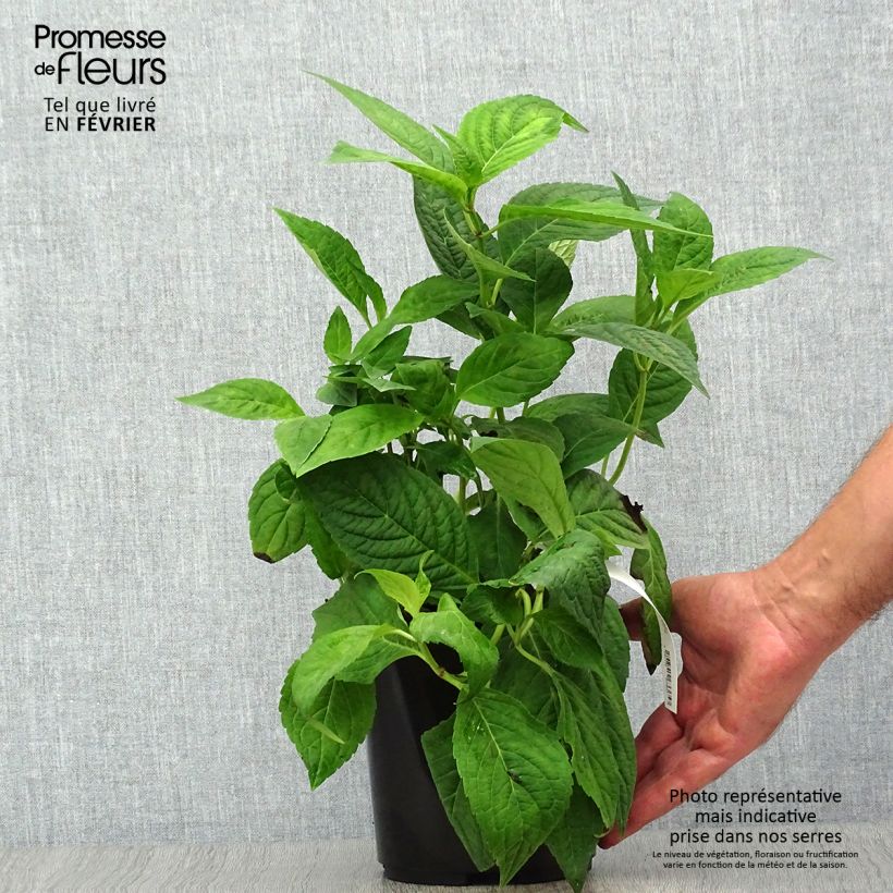 Example of Hydrangea serrata Cap Sizun - Tellerhortensie Topf mit 2L/3L as you get in automne