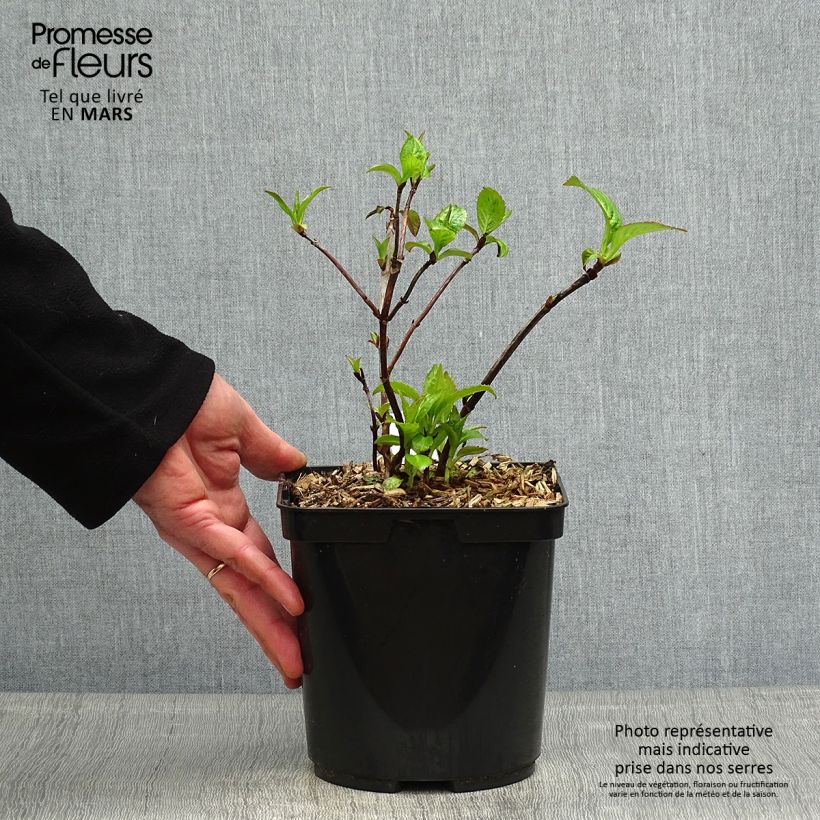 Exemplar von Hydrangea serrata Cap Sizun - Tellerhortensie Topf mit 2L/3L wie im Frühjahr geliefert