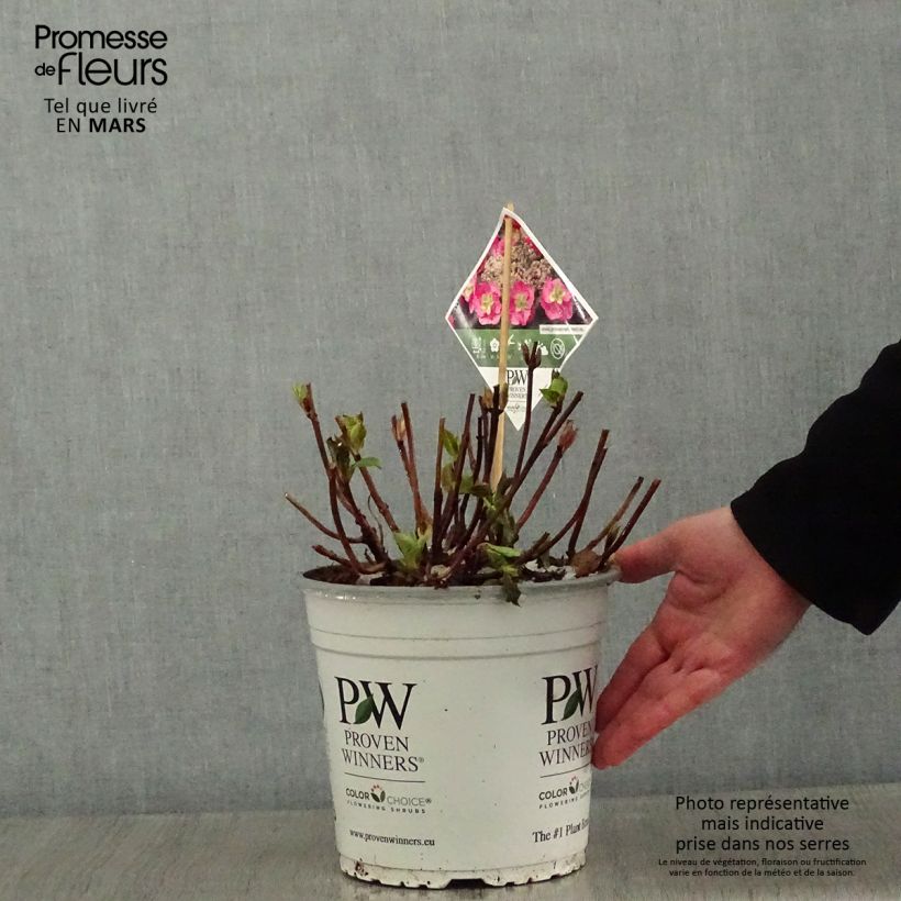 Exemplar von Hydrangea serrata Cotton Candy - Tellerhortensie Topf mit 4L/5L wie im Winter geliefert