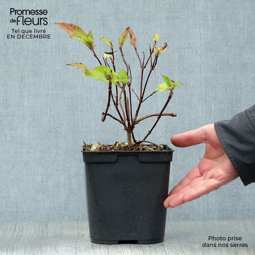 Exemplar von Hydrangea serrata Graciosa - Tellerhortensie Topf mit 2L/3L wie im Winter geliefert