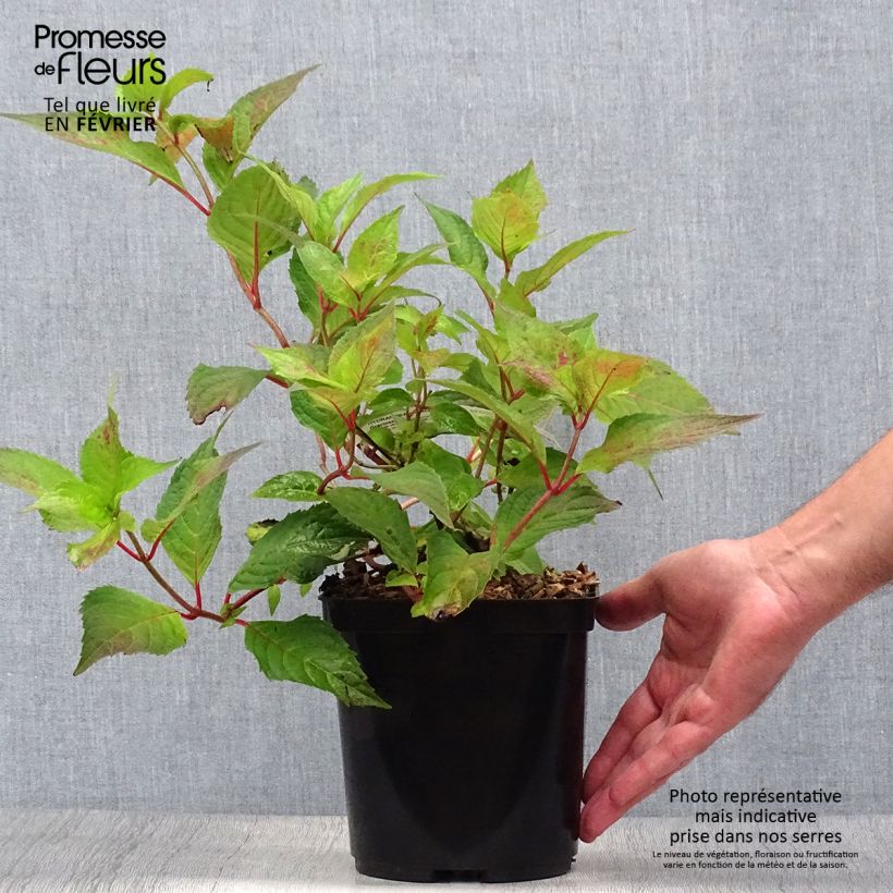 Example of Hydrangea serrata Graciosa - Tellerhortensie Topf mit 2L/3L as you get in automne