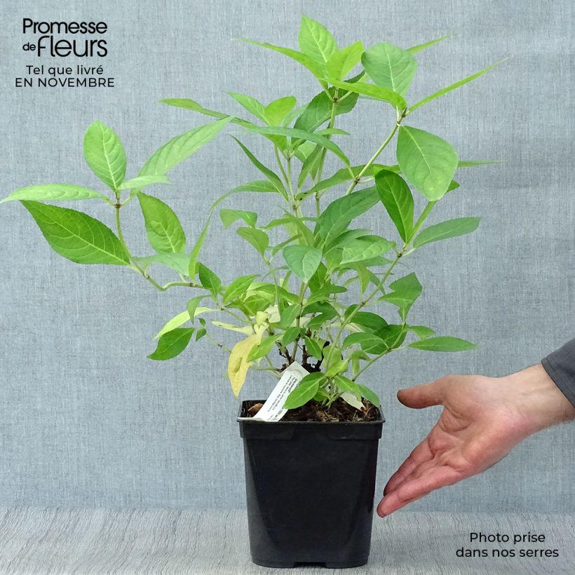 Example of Hydrangea serrata Grayswood - Tellerhortensie Topf mit 2L/3L as you get in automne