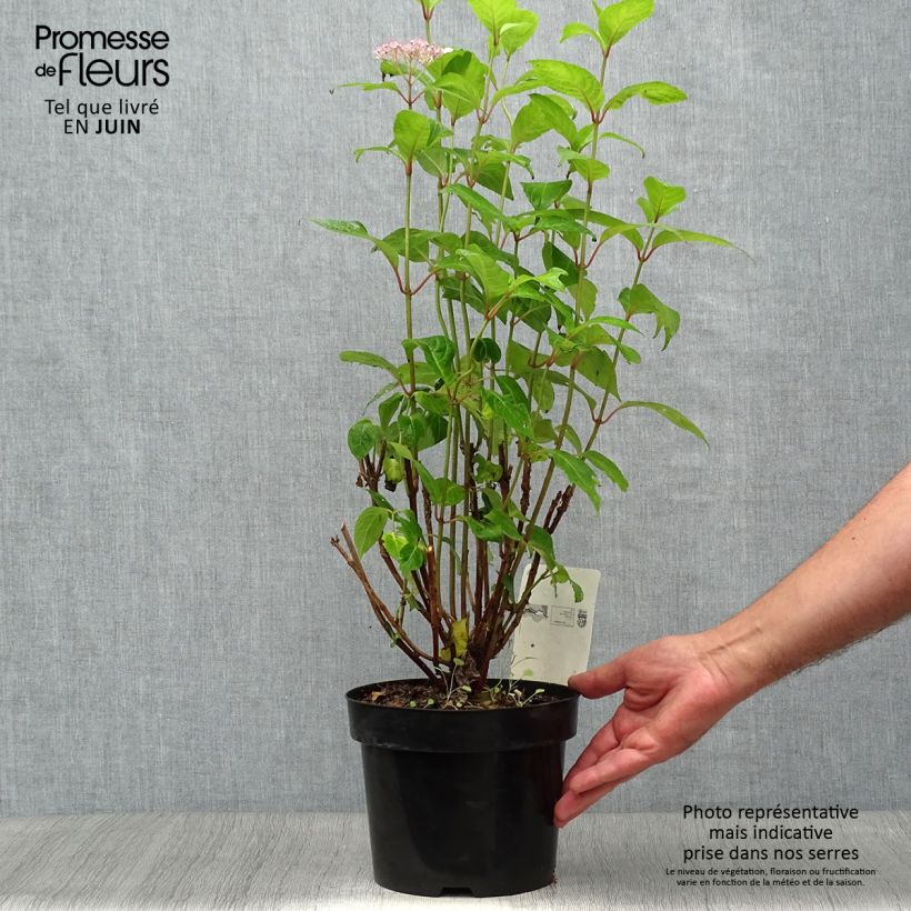 Exemplar von Hydrangea serrata Intermedia - Tellerhortensie Topf mit 2L/3L wie im Sommer geliefert