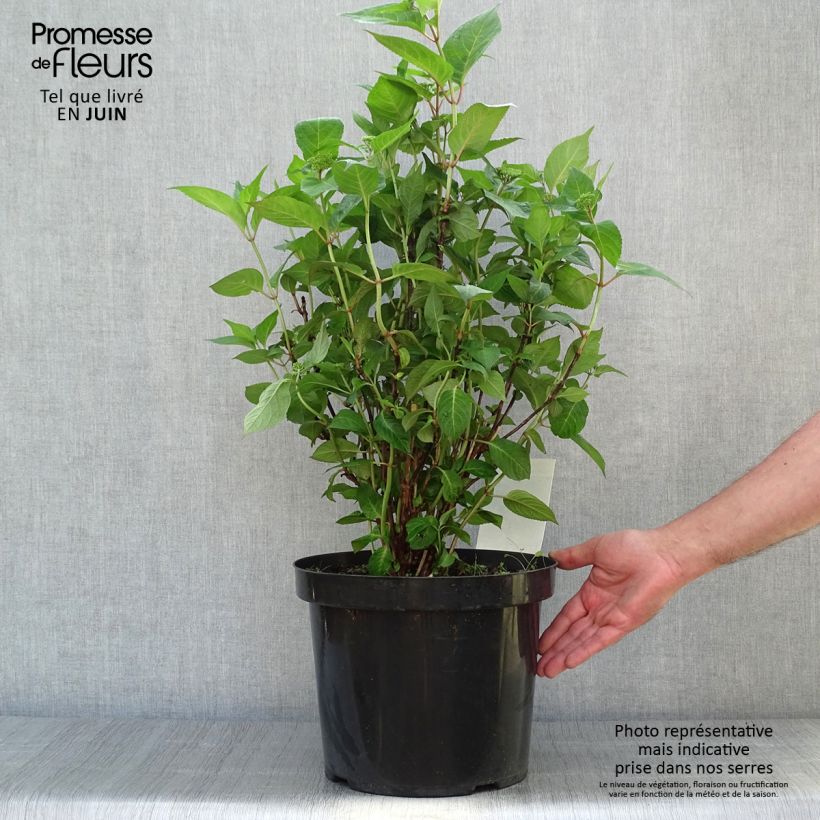 Exemplar von Hydrangea serrata Intermedia - Tellerhortensie Topf mit 7,5L/10L wie im Sommer geliefert