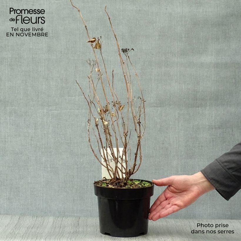 Example of Hydrangea serrata Intermedia - Tellerhortensie Topf mit 2L/3L as you get in automne