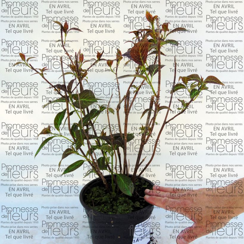 Example of Hydrangea serrata Kiyosumi - Tellerhortensie Topf mit 2L/3L as you get
