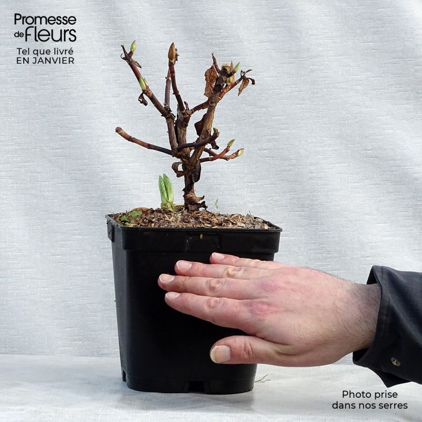 Exemplar von Hydrangea serrata Klaveren - Tellerhortensie Topf mit 2L/3L wie im Winter geliefert