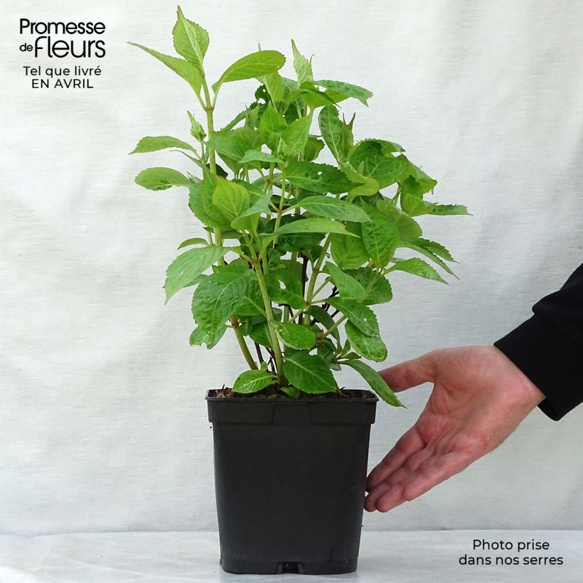 Exemplar von Hydrangea serrata Klaveren - Tellerhortensie Topf mit 2L/3L wie im Frühjahr geliefert