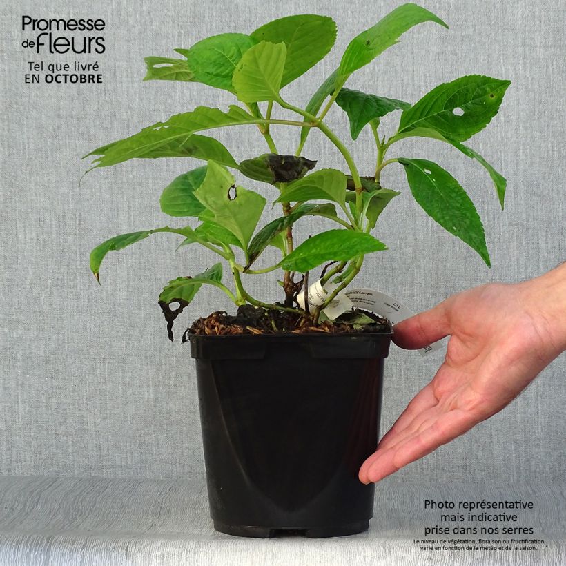 Example of Hydrangea serrata Klaveren - Tellerhortensie Topf mit 2L/3L as you get in automne