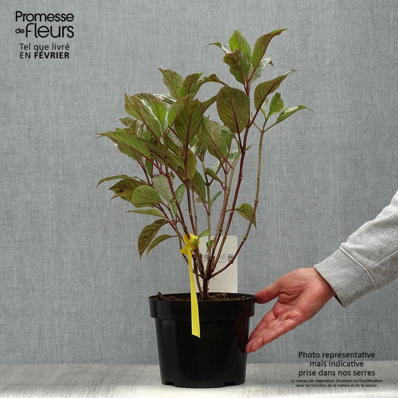 Example of Hydrangea serrata Precioza - Tellerhortensie Topf mit 2L/3L as you get in automne