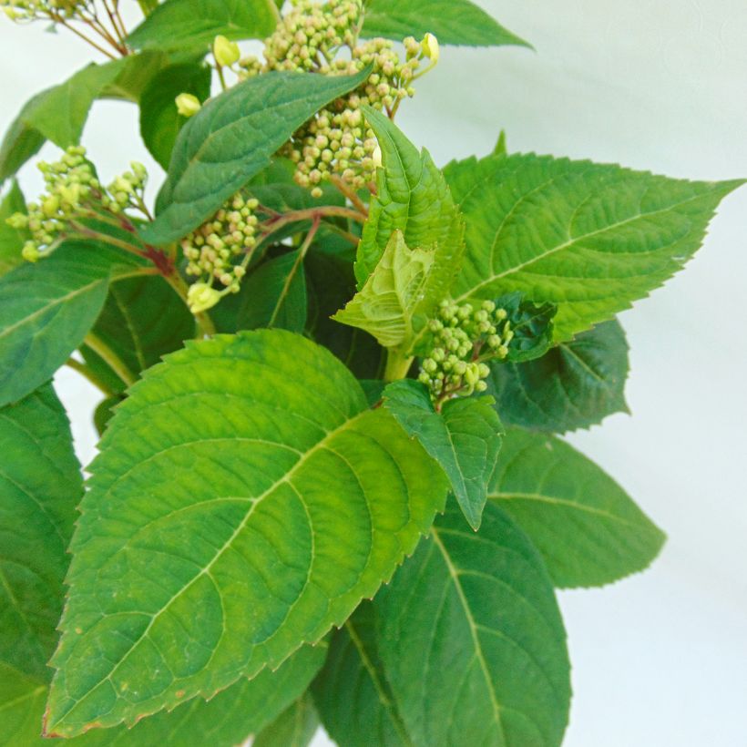 Hydrangea serrata Shojo - Tellerhortensie (Foliage)
