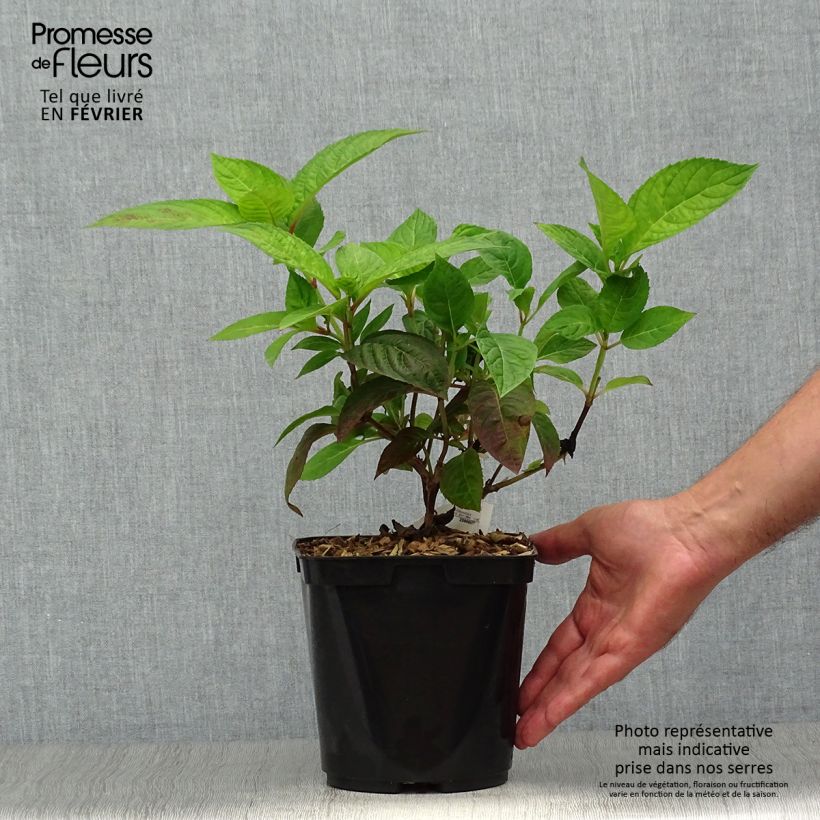 Example of Hydrangea serrata Shojo - Tellerhortensie Topf mit 2L/3L as you get in automne