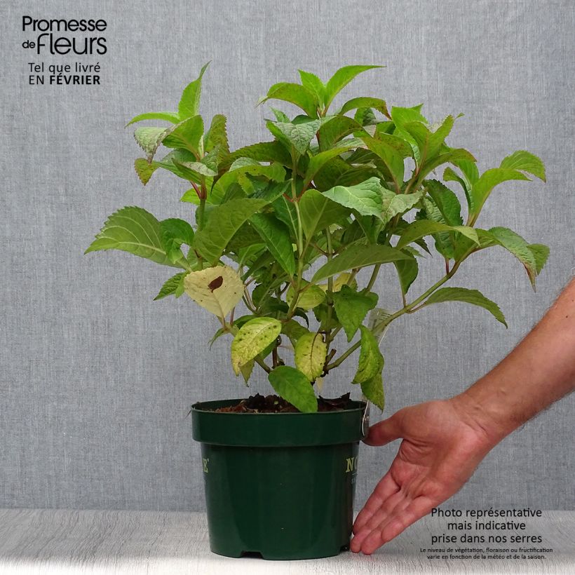 Example of Hydrangea serrata Veerle - Tellerhortensie Topf mit 3L/4L as you get in automne