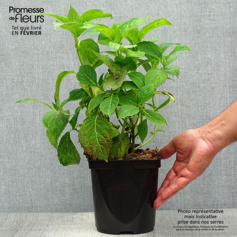 Example of Hydrangea serrata Vicomte de Kerlot - Tellerhortensie Topf mit 2L/3L as you get in automne