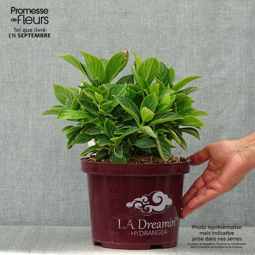 Example of Hydrangea macrophylla L.A Dreamin - Bauernhortensie Topf mit 4L/5L as you get in automne