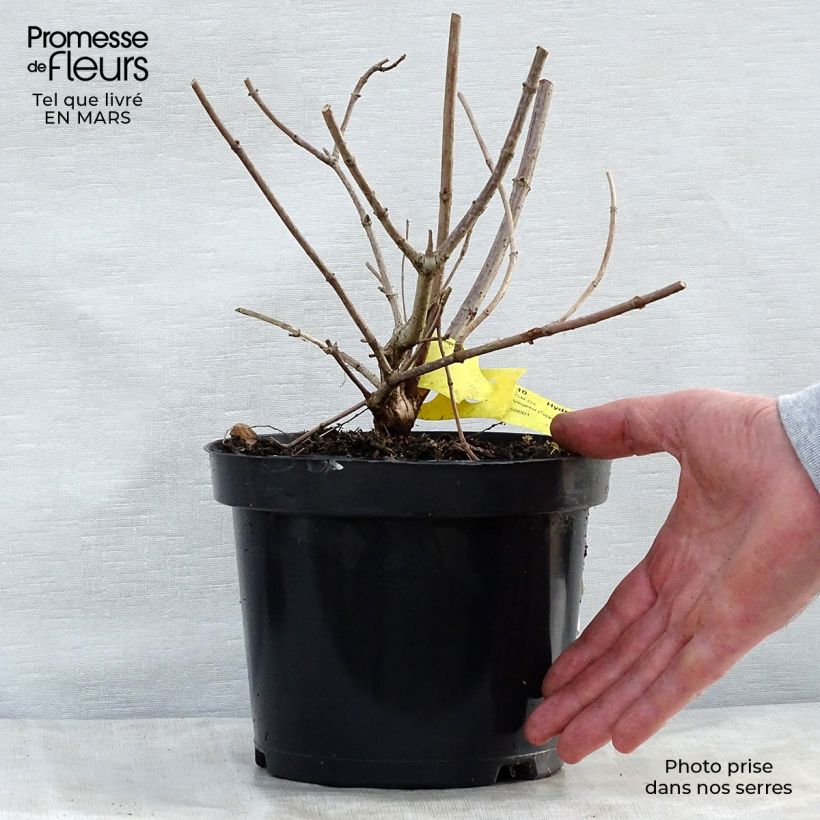 Exemplar von Rispenhortensie Pink Diamond - Hydrangea paniculata Topf mit 2L/3L wie im Frühjahr geliefert