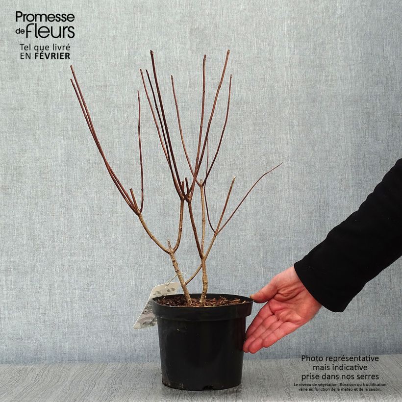 Exemplar von Rispenhortensie Pink Diamond - Hydrangea paniculata Topf mit 2L/3L wie im Winter geliefert