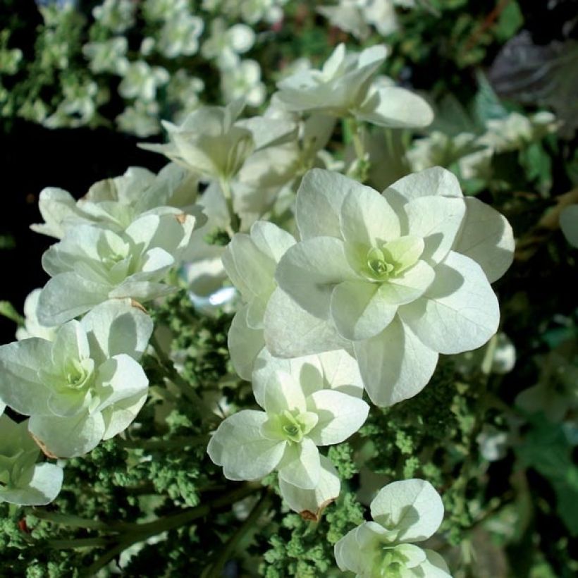 Eichenblatt-Hortensie Snowflake - Hydrangea quercifolia (Flowering)