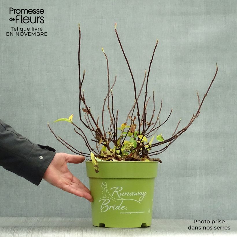 Example of Hydrangea Runaway Bride - Girlanden-Hortensie Topf mit 6L/7L as you get in automne