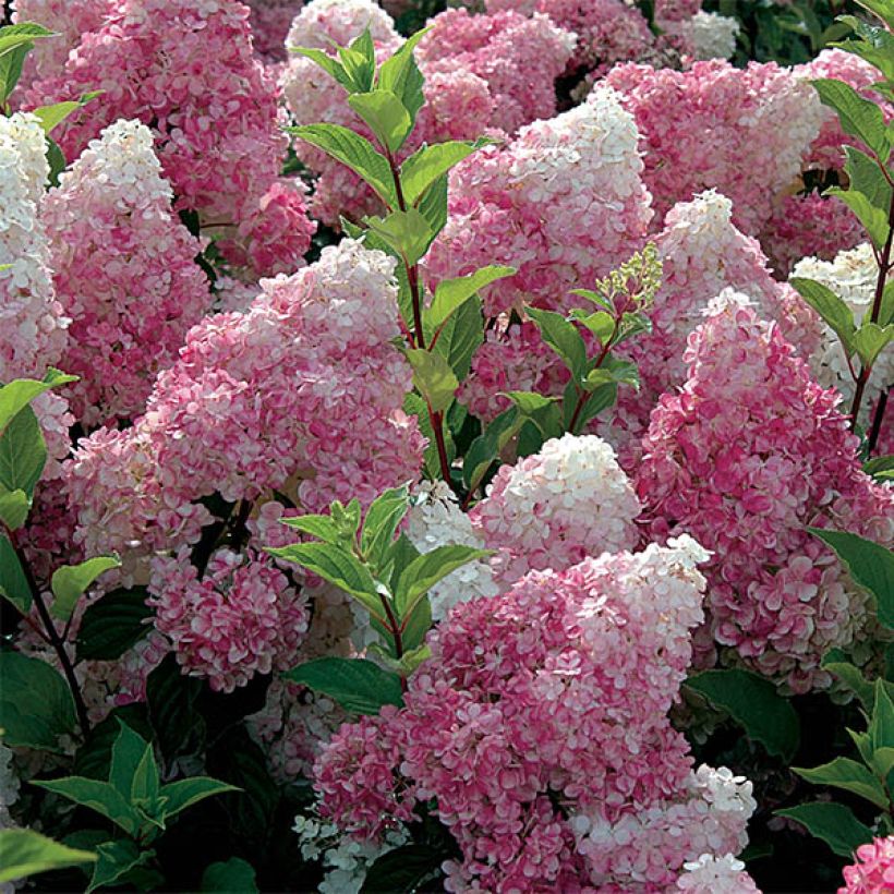 Rispenhortensie Vanille Fraise - Hydrangea paniculata (Flowering)