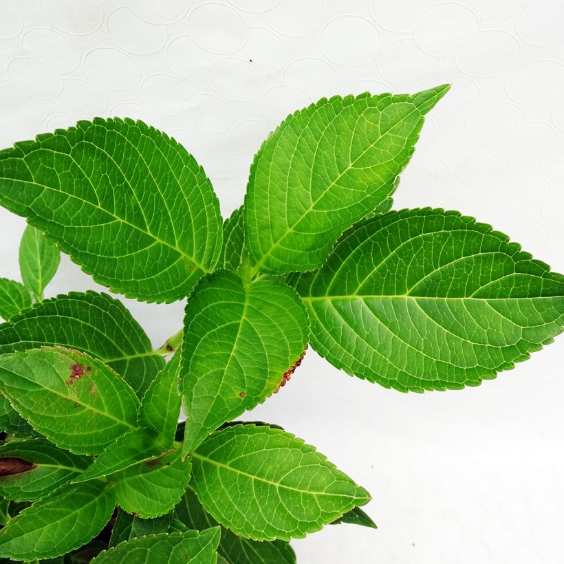 Hydrangea macrophylla Yamato - Bauernhortensie (Foliage)