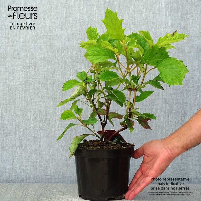 Example of Eichenblatt-Hortensie Sike's Dwarf - Hydrangea quercifolia Topf mit 2L/3L as you get in automne