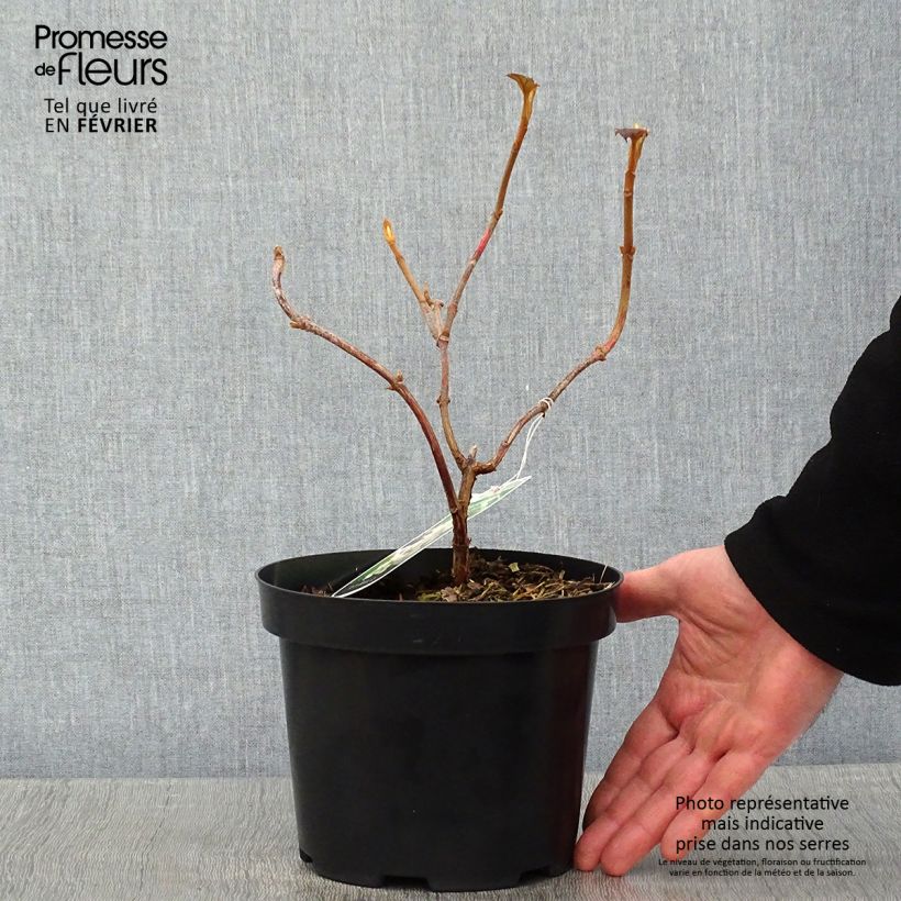 Exemplar von Eichenblatt-Hortensie Sike's Dwarf - Hydrangea quercifolia Topf mit 2L/3L wie im Winter geliefert