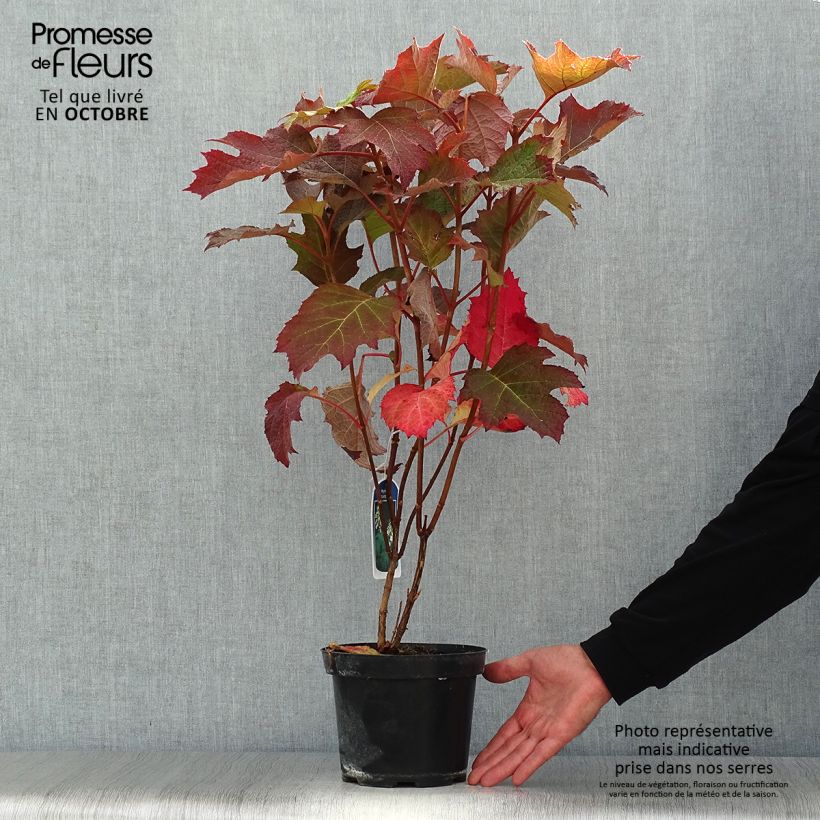 Example of Eichenblatt-Hortensie Bultinks Giant Flowers - Hydrangea quercifolia Topf mit 2L/3L as you get in automne