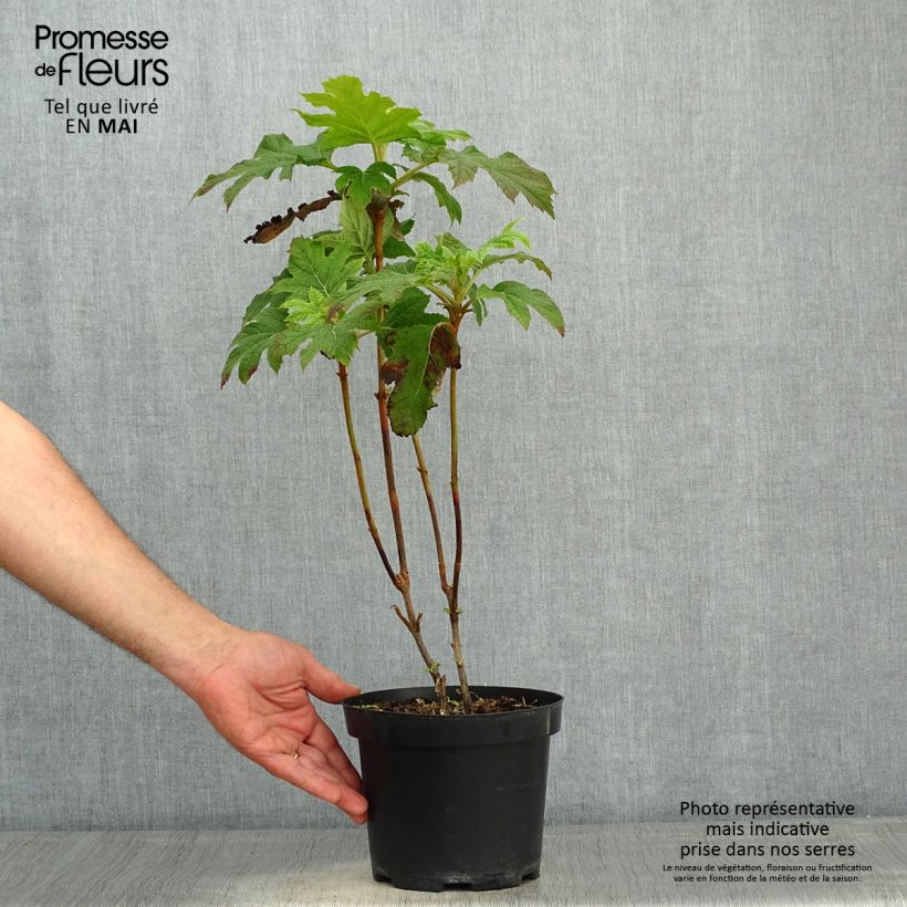 Exemplar von Eichenblatt-Hortensie Bultinks Giant Flowers - Hydrangea quercifolia Topf mit 2L/3L wie im Frühjahr geliefert