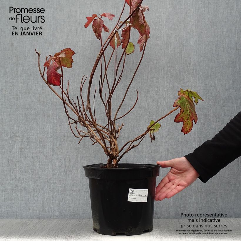 Exemplar von Eichenblatt-Hortensie Bultinks Giant Flowers - Hydrangea quercifolia Topf mit 7,5L/10L wie im Winter geliefert