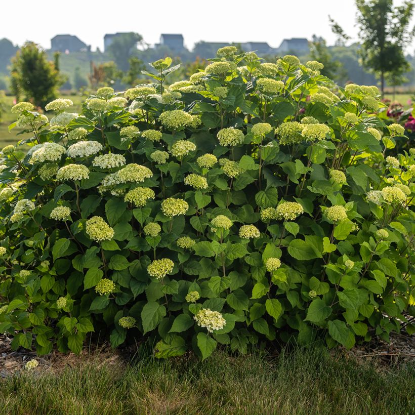 Schneeballhortensie FlowerWOW - Hydrangea arborescens (Wuchs)