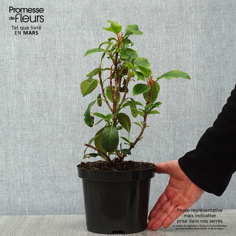 Example of Hydrangea Semiola - Hortensie Topf mit 2L/3L as you get in hiver