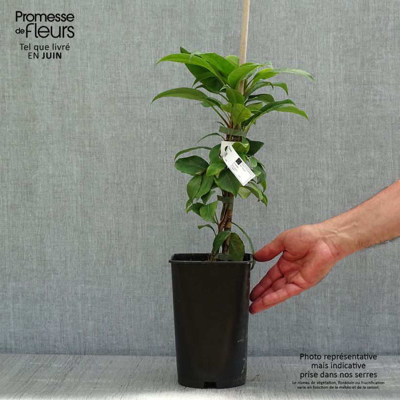 Exemplar von Hydrangea seemanii Topf mit 2L/3L wie im Frühjahr geliefert