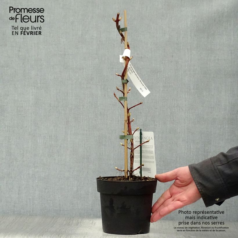 Exemplar von Hydrangea anomala petiolaris Miranda - Kletter-Hortensie Topf mit 2L/3L wie im Winter geliefert