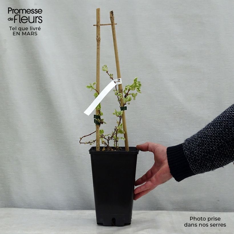 Exemplar von Hydrangea anomala petiolaris Silver Lining - Kletter-Hortensie Topf mit 2L/3L wie im Frühjahr geliefert