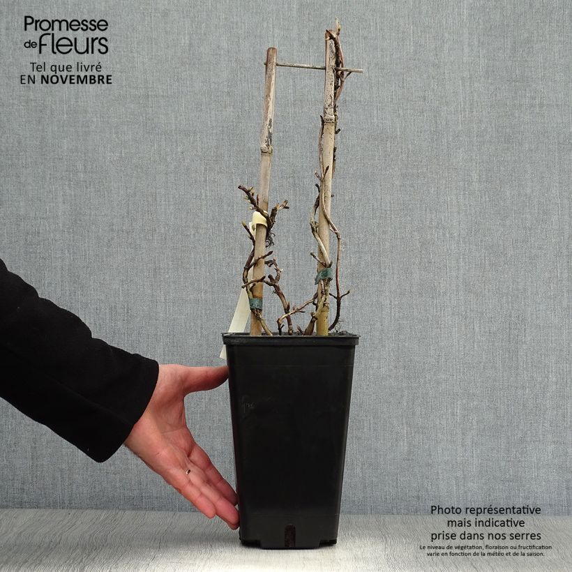 Example of Hydrangea anomala petiolaris Silver Lining - Kletter-Hortensie Topf mit 2L/3L as you get in automne