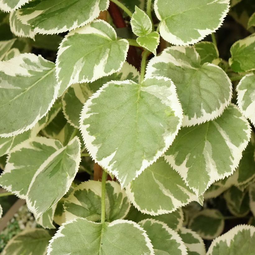 Hydrangea anomala petiolaris Silver Lining - Kletter-Hortensie (Laub)